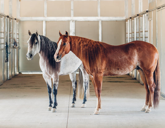 Should I Let Manes & Tails Dry Before Brushing & Braiding?