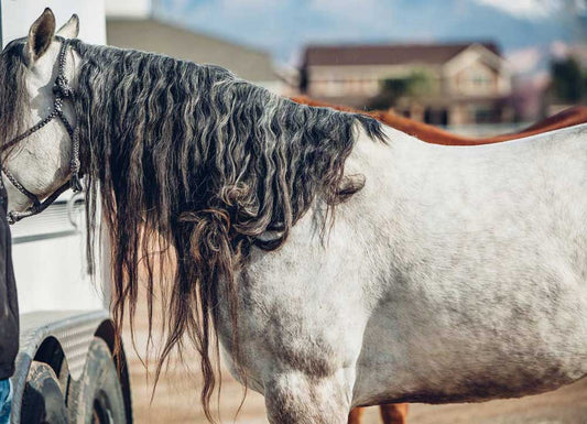 How to Protect Manes and Tails During the Winter