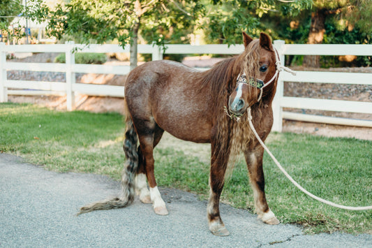 Can I Feed BioMane to My Mini or Pony?