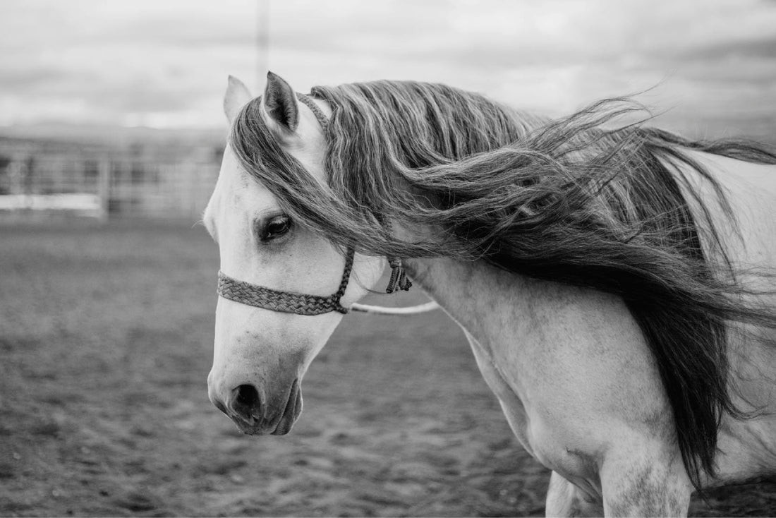 Want a Longer Mane? Better Brushing Techniques = Better Results