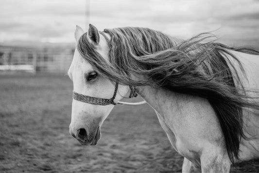 Got a mane that swishes A LOT? Give braiding a try