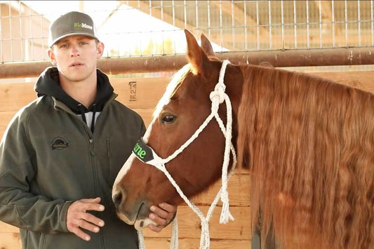 Why You Need to Be Careful Washing Your Horse During Winter
