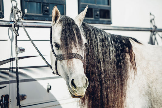 How to Grow the Longest Mane and Tail Possible