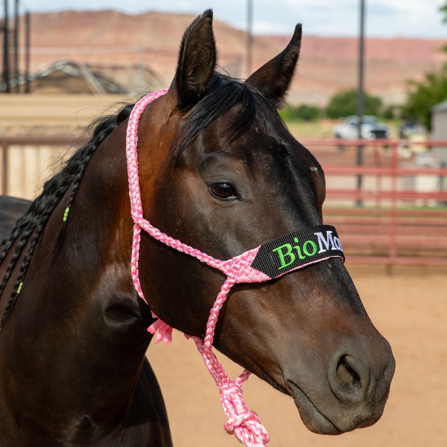 Polyester Mule Tape Halter