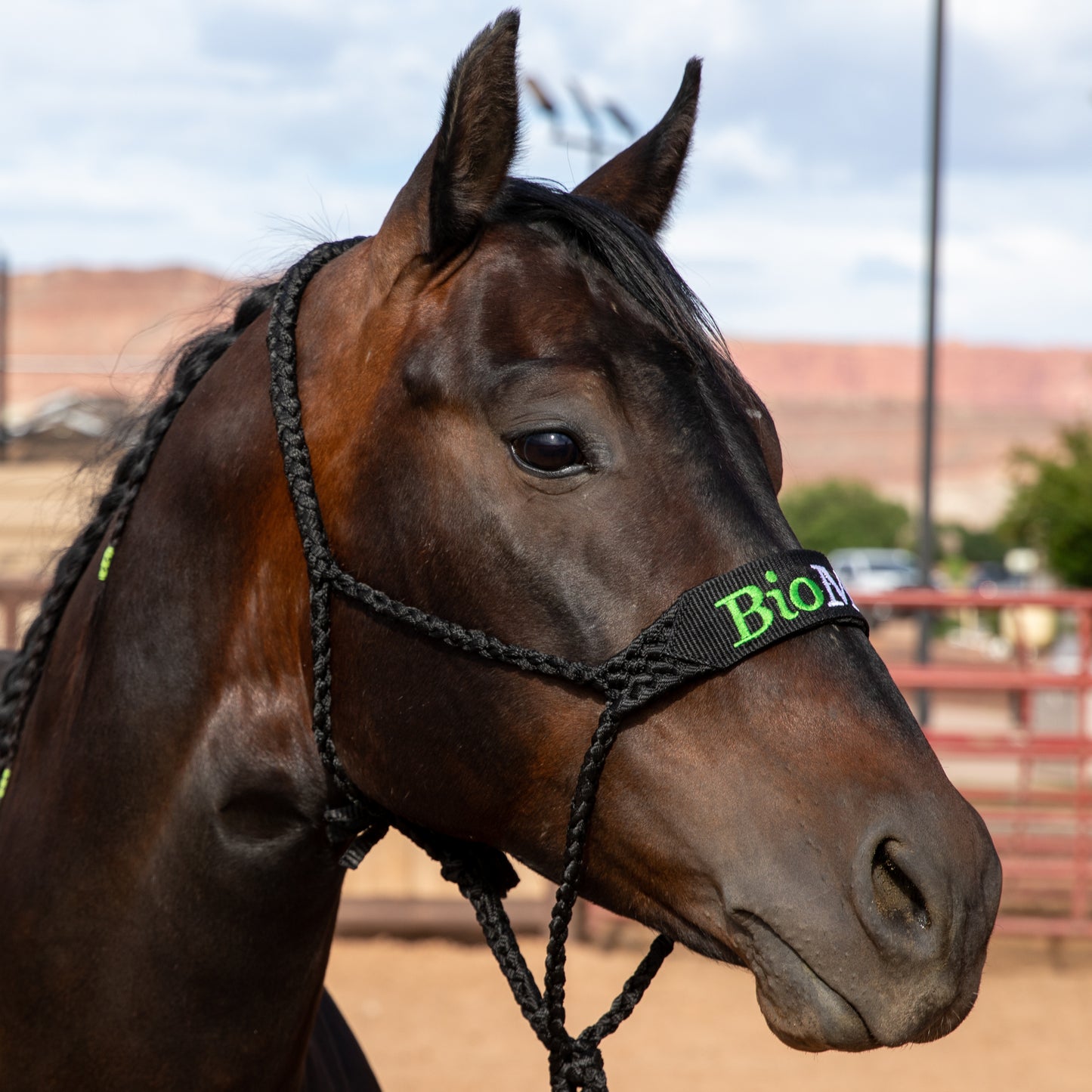 Polyester Mule Tape Halter