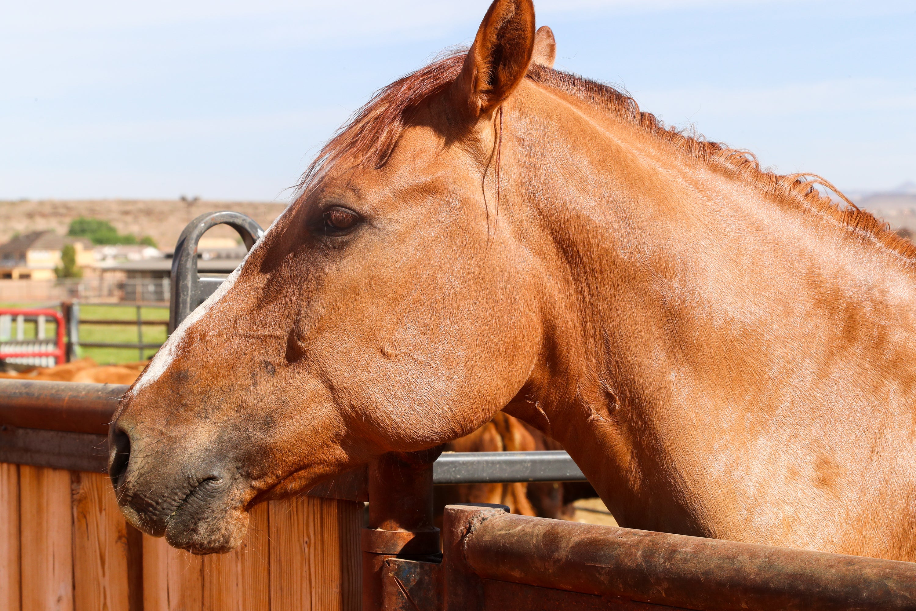 How to Maintain a Healthy Shiny Coat