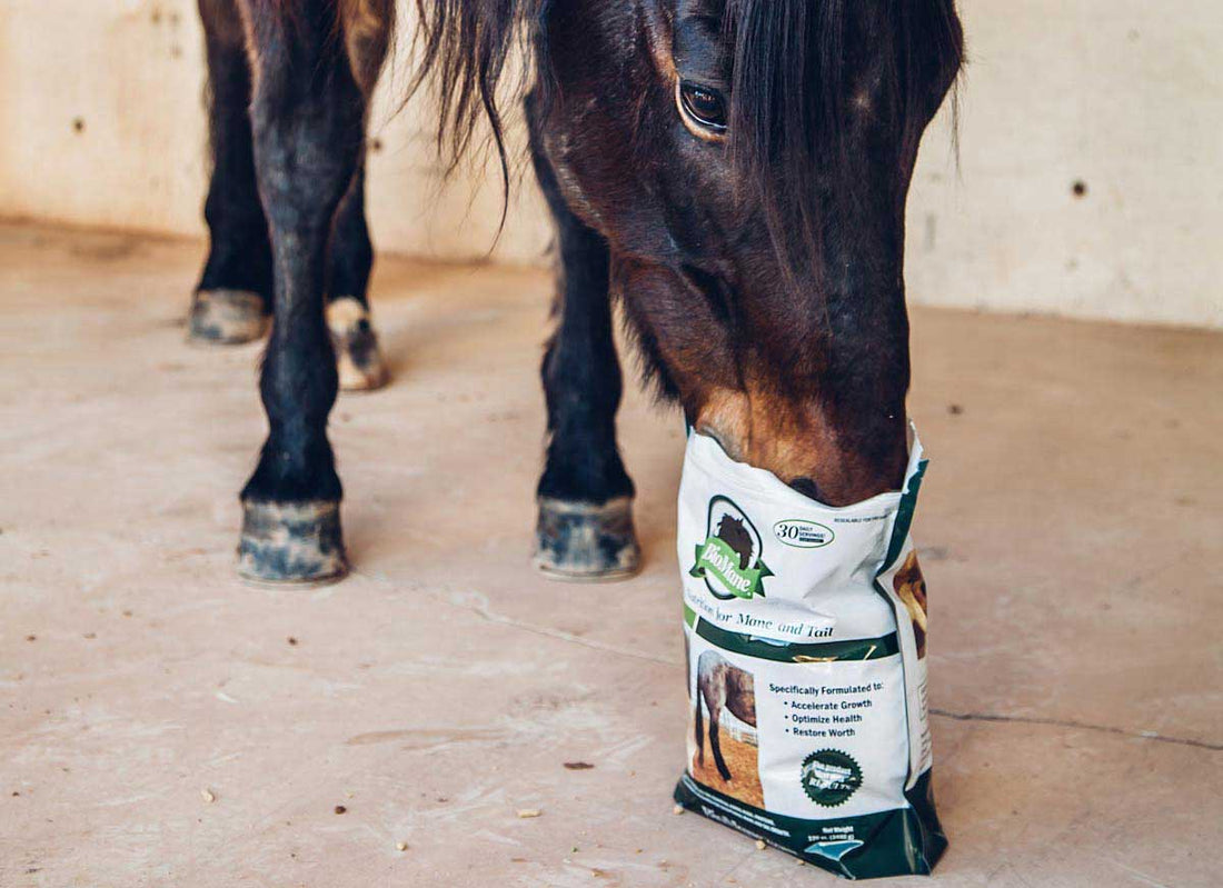 3 Reasons Why You Should Feed Your Horse BioMane®