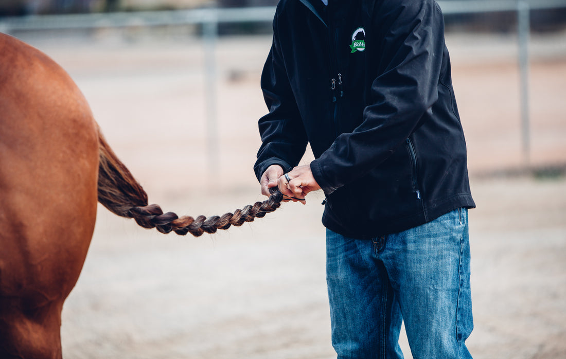 Where to Stop Braiding Your Horse’s Mane & Tail