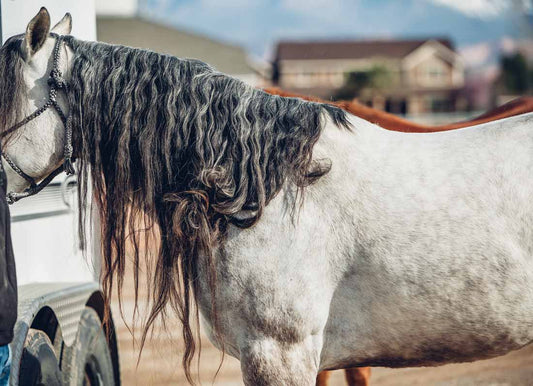 How to Properly Work Through Knots In The Mane