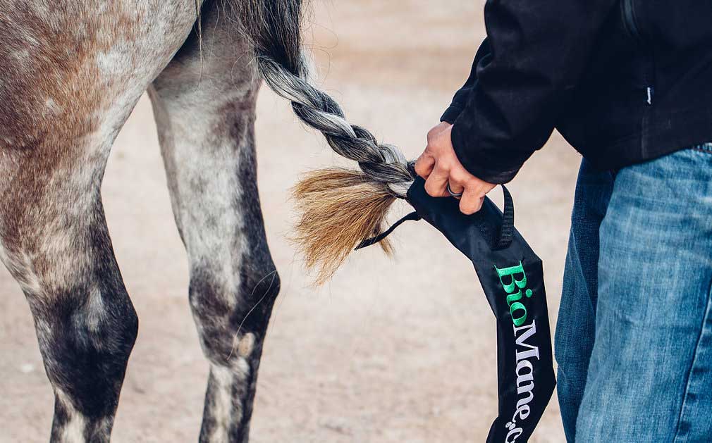 5 Quick Tips For Conditioning Your Horse’s Tail