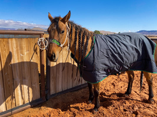 3 Important Winter Equine Care Tips