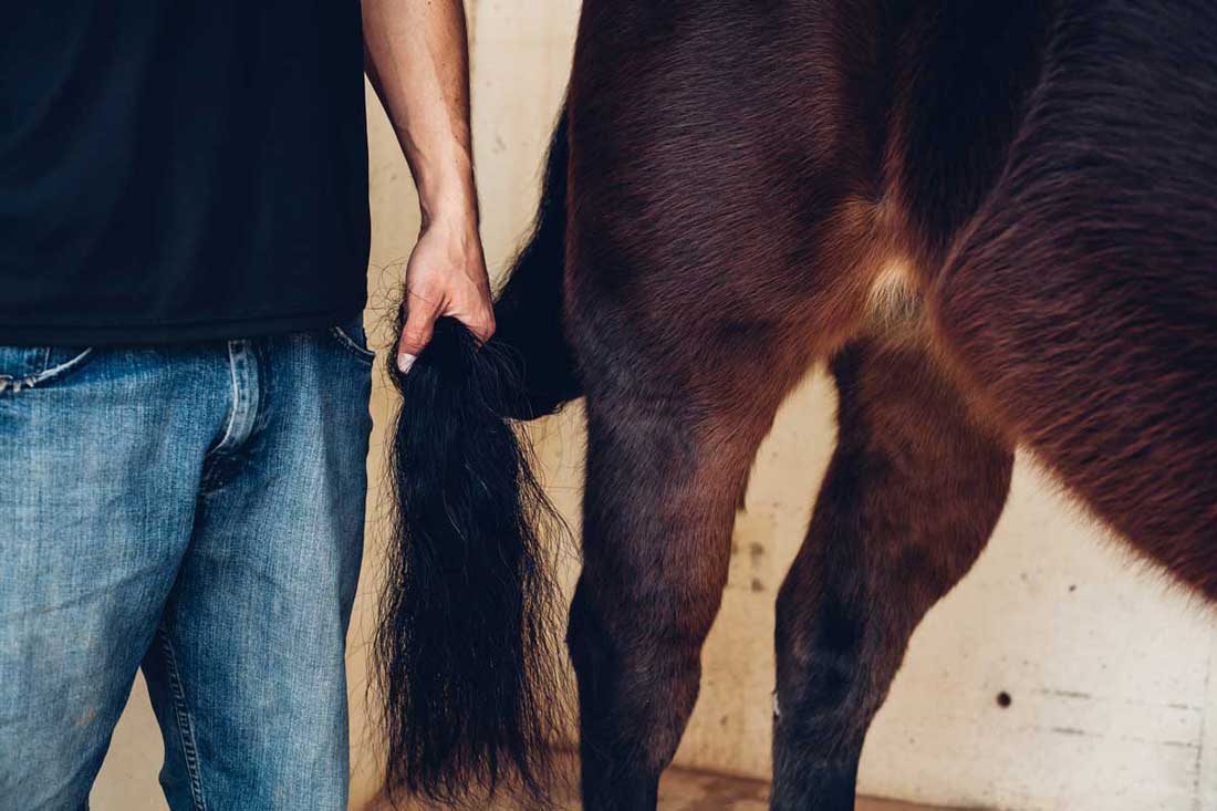 WATCH: 4 Winter Grooming Mistakes Horse Owners MUST Avoid