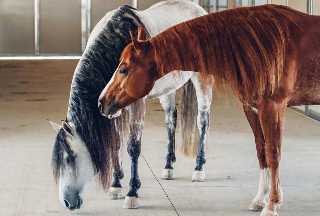 3 Types of Horse Hair You Should Definitely Care About