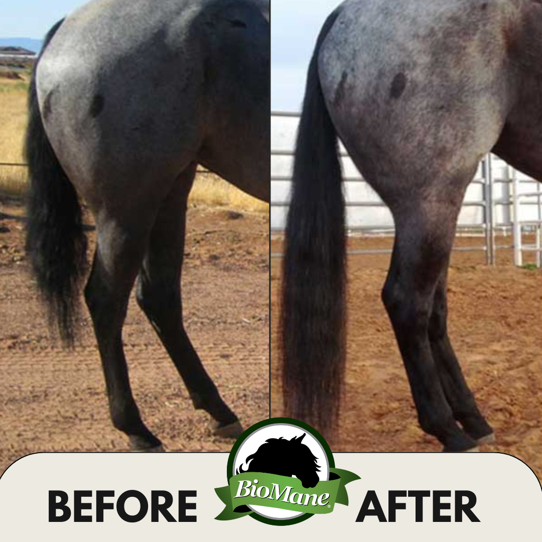 BioMane Equine Pellets