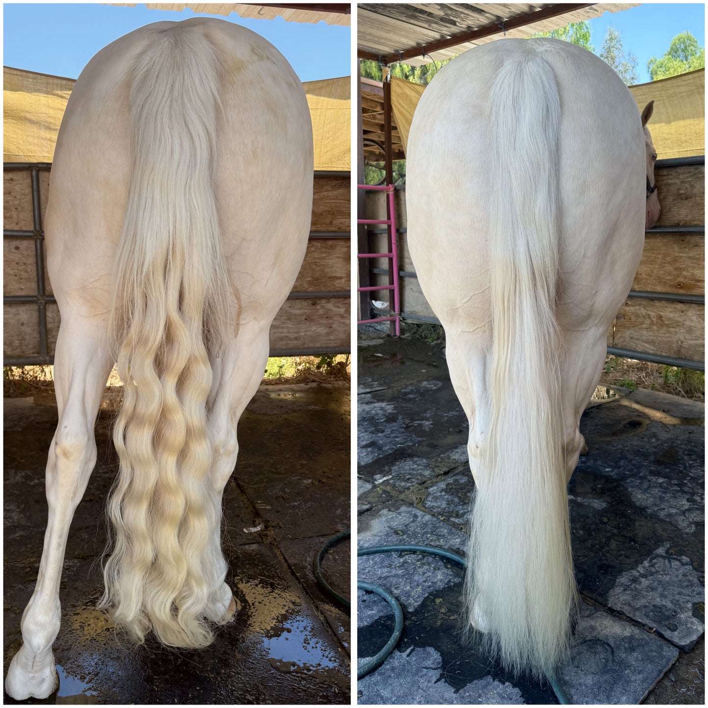 Whitening Shampoo