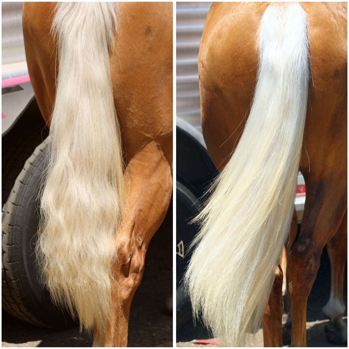 Whitening Shampoo