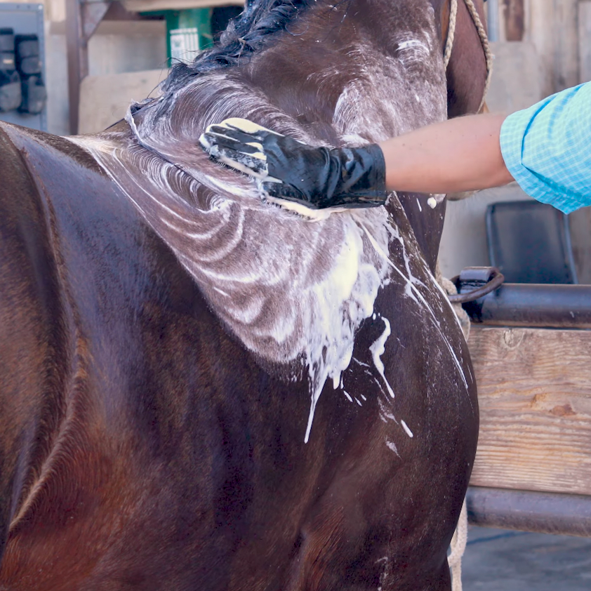 Grooming Gloves